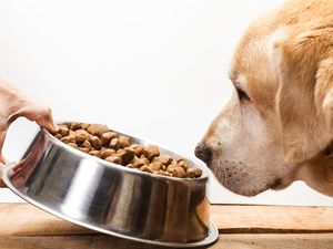 Anjing Tahu jika Manusia Berbohong, Ini Hasil Studinya