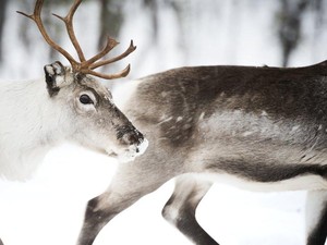 Kenapa Natal Identik dengan Rusa? Ini Asal-usulnya hingga Jadi Ikon Perayaan