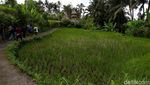 Mau Kongkow Sambil Liat Pemandangan Sawah, Ini Tempatnya