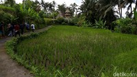 Saat mengunjungi kawasan ini, pastinya kita akan dimanjakan dengan pemandangan alam yang cantik. Sawah terasering juga banyak tersebar di Ubud, Bali. Tak heran kalau Ubud cocok jadi tempat healing.