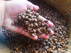 Semerbak Kopi Sajang, Kopi Arabika dari Kaki Gunung Rinjani
