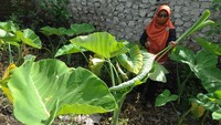 Seorang ibu memotong batang daun tanaman lompong di Sawit, Gantiwarno, Klaten, Jawa Tengah, Selasa (28/12).