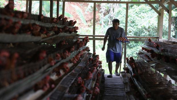 Peternak memanen telur ayam di salah satu peternakan di kawasan Gunung Sindur, Bogor, Jawa Barat, Rabu (28/12/2021). Menjelang akhir tahun mayoritas harga bahan pokok merangkak naik secara signifikan.  (CNBC Indonesia/Andrean Kristianto)