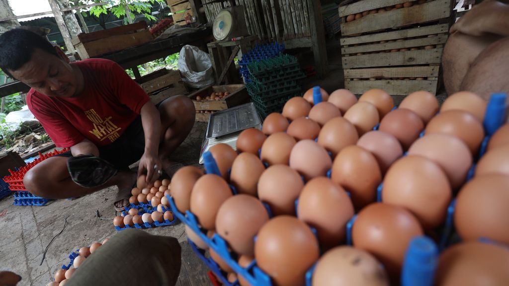 Peternak memanen telur ayam di salah satu peternakan di kawasan Gunung Sindur, Bogor, Jawa Barat, Rabu (28/12/2021). Menjelang akhir tahun mayoritas harga bahan pokok merangkak naik secara signifikan.  (CNBC Indonesia/Andrean Kristianto)