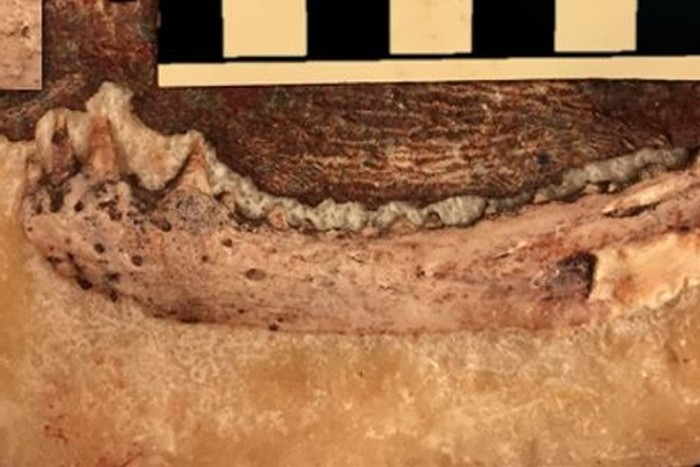 Temuan reptil punah yang diidentifikasi peneliti Universitas Bristol mengungkap asal usul gigi manusia paling awal.
