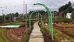 Potret Tapos Garden, Kafe Asyik di Tengah Taman Bunga yang Cantik