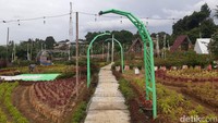 Berlokasi tak jauh dari Gunung Pangrango, pesona alam yang ditawarkan di sini begitu memanjakan mata. Traveler akan merasakan udara sejuk khas pegunungan dan hamparan pemandangan taman bunga yang indah. (Luthfi Hafidz/detikTravel)