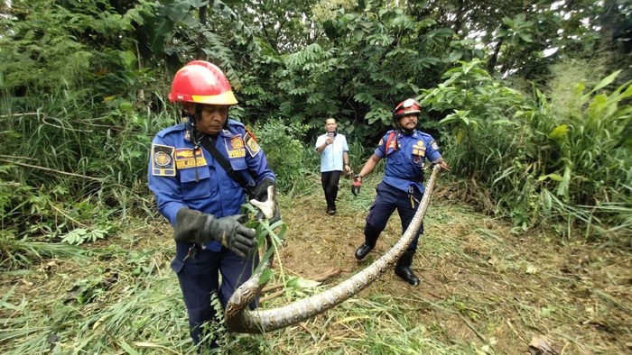 Damkar Evakuasi Ular Sanca Sepanjang 3,5 meter di Kabupaten Bogor