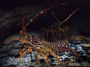 Geliat Nelayan Lobster Lombok Timur