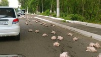 Nah ini baru Chicken Run beneran. Foto: Dok. Brightside