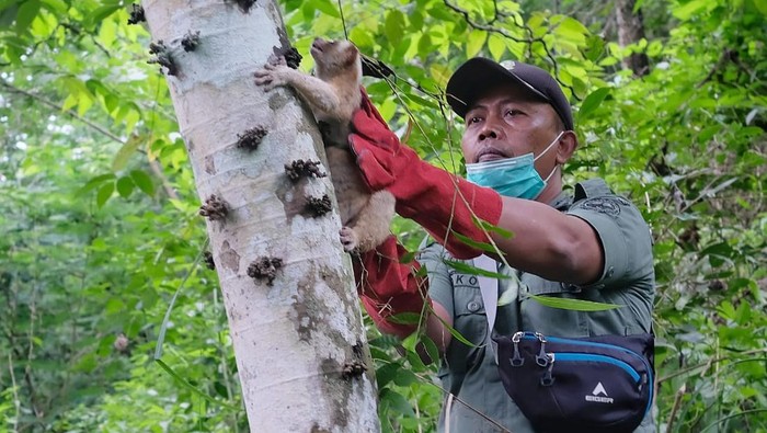 Pelepasliaran Kukang Jawa di Taman Nasional Gunung Ciremai.