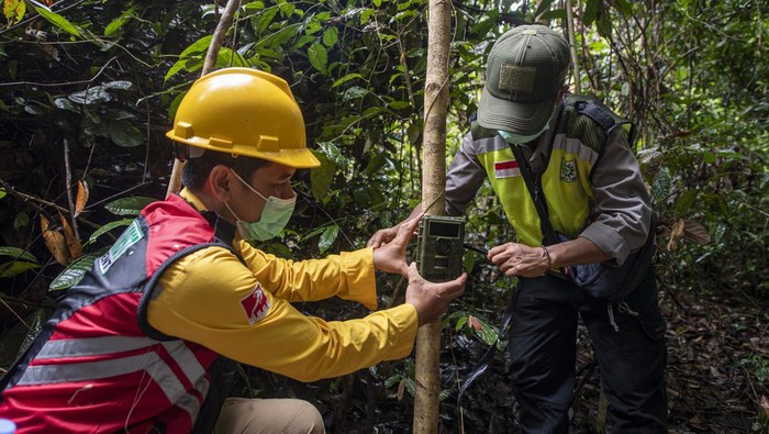PEMASANGAN KAMERA TRAP DI KAWASAN KONSERVASI MUSI BANYUASIN Petugas dari PT Rimba Hutani Mas (RHM) memasang kamera trap di kawasan hutan konservasi di Kecamatan Bayung Lencir, Musi Banyuasin (Muba), Sumatera Selatan, Rabu (29/12/2021). Pemasangan kamera trap di kawasan hutan konservasi yang berada di sekitar konsesi mitra pemasok APP Sinar Mas tersebut sebagai upaya untuk melindungi dan mengetahui jumlah harimau sumatera (Panthera tigris sumatrae) yang berada di kawasan tersebut. ANTARA FOTO/Nova Wahyudi/foc.