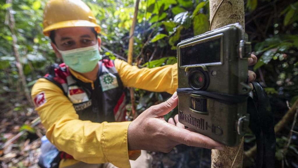 Pemasangan Kamera Trap Untuk Intai Harimau Sumatera