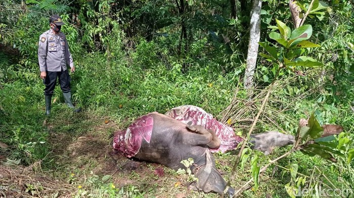 Penemuan bangkai kerbau tanpa daging gegerkan warga Singajaya