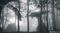 Suasana dingin, pemandangan asri dan ketenangan hutan pinus membuat Paseban sebagai salah satu tempat kemping favorit di Bogor. (Luthfi Hafidz/detikcom)