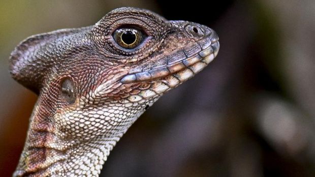 A helmeted basilisk (Basiliscus galeritus) is seen in Gorgona Island, where an infamous prison used to work, in the Pacific Ocean off the southwestern Colombian coast, on December 1, 2021. - Colombia's former island prison of Gorgona, that could be compared to the sinister Alcatraz in the United States or Robben Island in South Africa, is a humid mass of volcanoes and jungle. Today, this natural jewel is a national natural park of black gravel, colourful reefs, thick jungle and exuberant fauna where tourists arrive to visit the park and dive. (Photo by Luis ROBAYO / AFP)