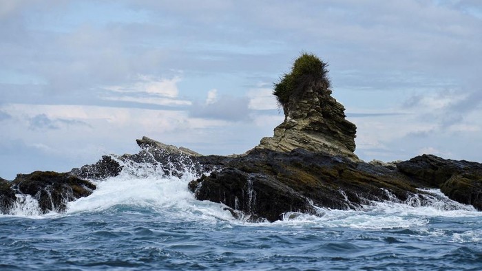 A helmeted basilisk (Basiliscus galeritus) is seen in Gorgona Island, where an infamous prison used to work, in the Pacific Ocean off the southwestern Colombian coast, on December 1, 2021. - Colombias former island prison of Gorgona, that could be compared to the sinister Alcatraz in the United States or Robben Island in South Africa, is a humid mass of volcanoes and jungle. Today, this natural jewel is a national natural park of black gravel, colourful reefs, thick jungle and exuberant fauna where tourists arrive to visit the park and dive. (Photo by Luis ROBAYO / AFP)