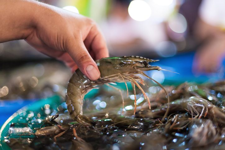 Tips Pilih Udang Segar untuk Bikin Udang Bakar