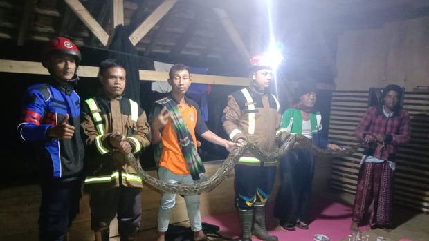 Ular sanca batik mangsa bebek warga di Garut