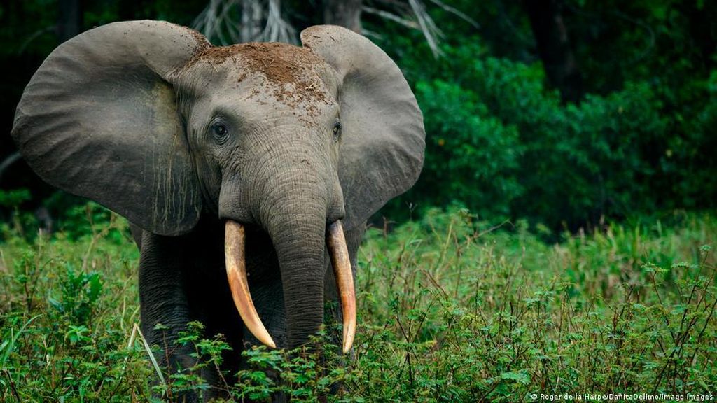 WWF Peringatkan Ancaman Kepunahan Massal Terbesar Sejak Zaman Dinosaurus