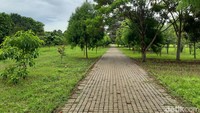 Tumbuhan yang berada di Kebun Raya Cibinong sendiri dikhususkan untuk tumbuhan tropis yang hidup di dataran rendah maksimal 500 meter di atas permukaan laut. Wah, hijau sekali ya! (Luthfi Hafidz/detikTravel)