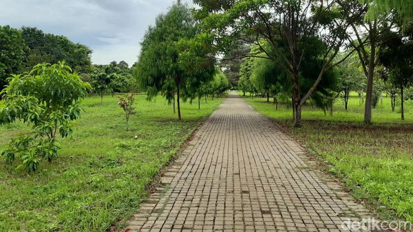Tumbuhan yang berada di Kebun Raya Cibinong sendiri dikhususkan untuk tumbuhan tropis yang hidup di dataran rendah maksimal 500 meter di atas permukaan laut. Wah, hijau sekali ya! (Luthfi Hafidz/detikTravel)