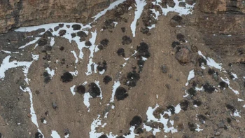 Ada empat Snow Leopard di sini, ada yang mengetahui posisinya di mana saja? Foto: Ismail Shariff