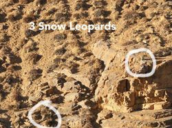 Cari Posisi Snow Leopard di Foto Ini, Yakin Bisa?