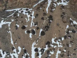 Cari Posisi Snow Leopard di Foto Ini, Yakin Bisa?