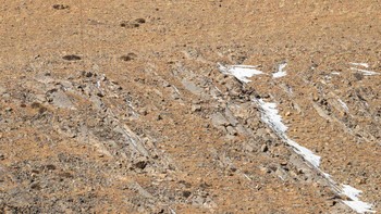 Ada seekor Snow Leopard di foto ini. Foto: Ismail Shariff
