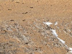 Cari Posisi Snow Leopard di Foto Ini, Yakin Bisa?