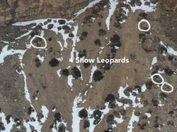 Cari Posisi Snow Leopard di Foto Ini, Yakin Bisa?