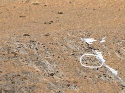 Cari Posisi Snow Leopard di Foto Ini, Yakin Bisa?