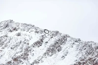 Foto Snow Leopard