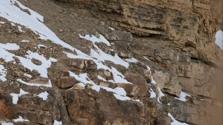 Foto Snow Leopard