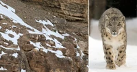 Foto Snow Leopard