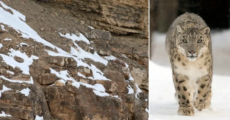 Foto Snow Leopard