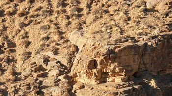 Ada tiga Snow Leopard di foto ini, bisa menemukannya? Foto: Ismail Shariff