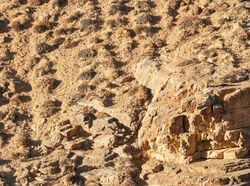 Cari Posisi Snow Leopard di Foto Ini, Yakin Bisa?