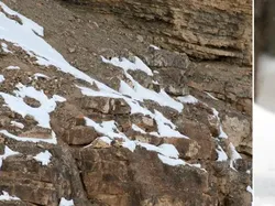 Cari Posisi Snow Leopard di Foto Ini, Yakin Bisa?