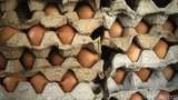 Kemendag Klaim Harga Telur Mulai Turun, Bagaimana Faktanya?