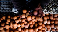 Asosiasi Peternak Layer Nasional mencatat terjadi kenaikan biaya logistik sekitar 300% untuk bahan baku impor. Hal itu menyebabkan harga bahan baku impor meroket hingga menyentuh Rp 8.000. Sedangkan harga pakan lokal yang menggunakan jagung juga meroket ke Rp 6.000 per kg. Porsi jagung untuk pakan ayam petelur mencapai 50%. Dengan demikian harga pakan lokal dan impor jika dipukul rata menjadi Rp 7.000 per kg.