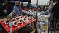 Tak hanya seafood, para pedagang juga menjual berbagai bahan makanan lainnya seperti ayam yang dijual dengan harga Rp 40 ribu satu ekor.
