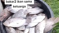 Viral Ingin Bakar Ikan Malam Tahun Baru, Ikan di Kolam Malah Mati Semua