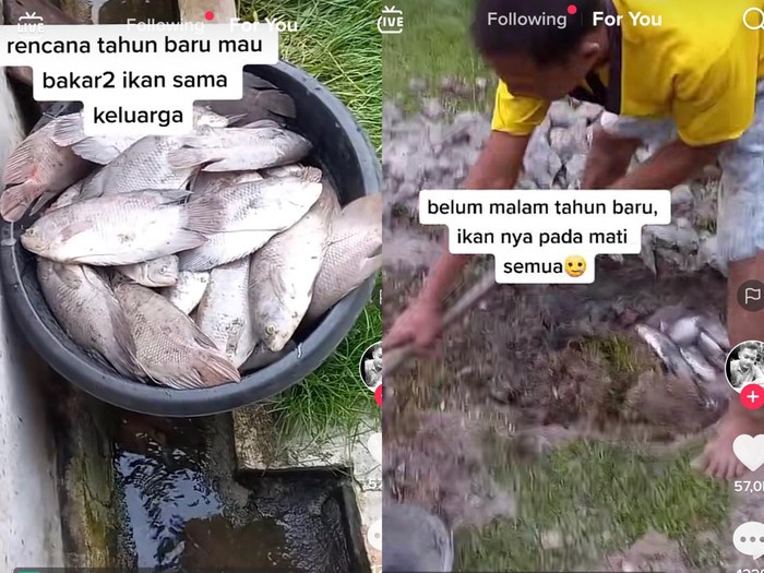 Kisah viral pria yang ingin rayakan tahun baru dengan bakar ikan, endingnya malah kecewa. Kisah viral pria yang ingin rayakan tahun baru dengan bakar ikan, endingnya malah kecewa.