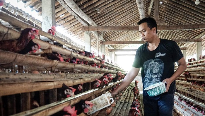 Peternak saat memberi makan ayamnya di peternakan ayam petelur di Lendah, Kulon Progo, Jumat (31/12/2021).