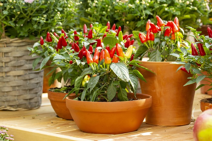 Small red jalapeno peppers grow in clay pots. A group of hot peppers in pots at the harvest festival. Ripe red hot chili jalapenos on a branch of a bush. Farm Organic Vegetables