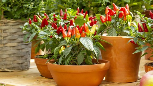 Small red jalapeno peppers grow in clay pots. A group of hot peppers in pots at the harvest festival. Ripe red hot chili jalapenos on a branch of a bush. Farm Organic Vegetables