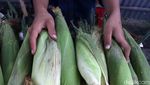Wow! Akhir Tahun Pedagang Jagung di Bandung Untung Besar