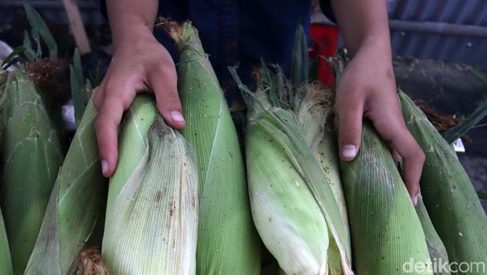 Wow! Akhir Tahun Pedagang Jagung di Bandung Untung Besar Jelang malam tahun baru, para penjual jagung di Kota Bandung, Jawa Barat raup untung. Seperti yang dialami Hendra.